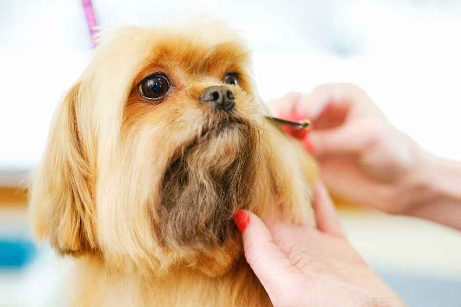pet grooming at home