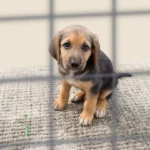 benefits of pet adoption