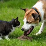dog-eating-cat-poop