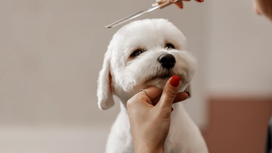 dog-grooming-kit